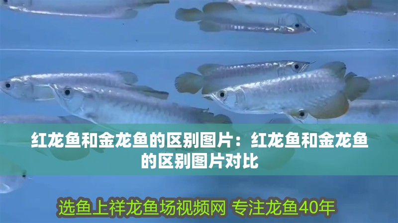 紅龍魚和金龍魚的區(qū)別圖片：紅龍魚和金龍魚的區(qū)別圖片對(duì)比