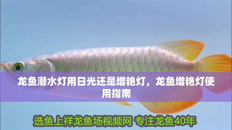 龍魚潛水燈用日光還是增艷燈,龍魚增艷燈使用指南 龍魚百科 第6張 龍魚潛水燈用日光還是增艷燈,龍魚增艷燈使用指南 龍魚潛水燈用日光還是增艷燈,龍魚增艷燈使用指南 龍魚百科 第6張