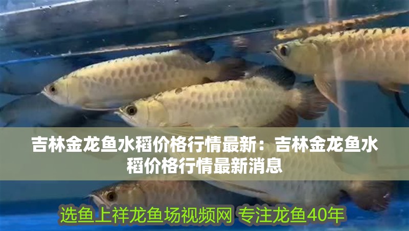 吉林金龍魚水稻價格行情最新：吉林金龍魚水稻價格行情最新消息