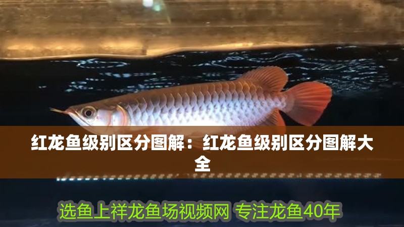 紅龍魚級別區分圖解：紅龍魚級別區分圖解大全