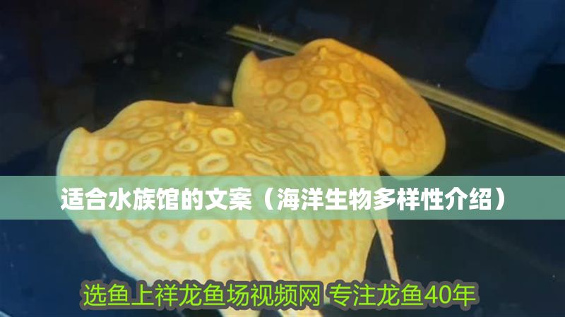 適合水族館的文案（海洋生物多樣性介紹）