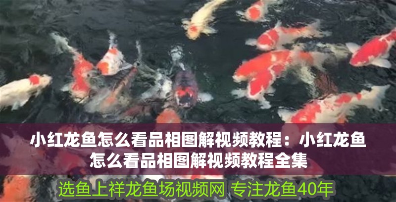 小紅龍魚怎么看品相圖解視頻教程：小紅龍魚怎么看品相圖解視頻教程全集
