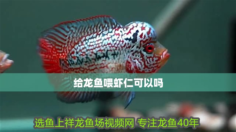 給龍魚喂蝦仁可以嗎