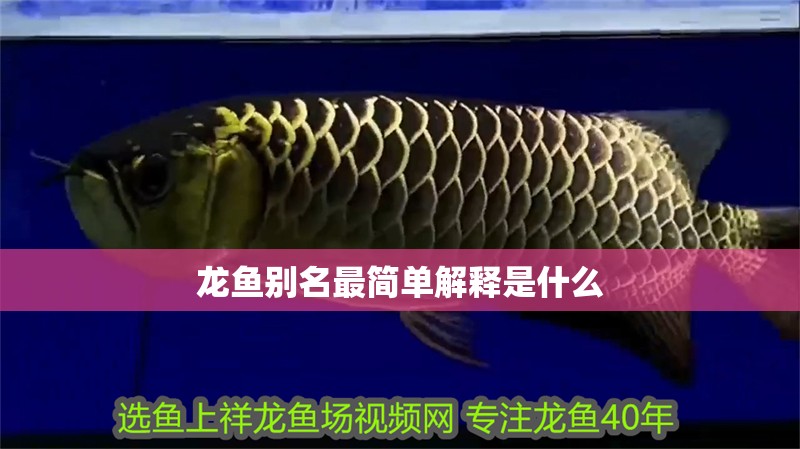 龍魚別名最簡單解釋是什么