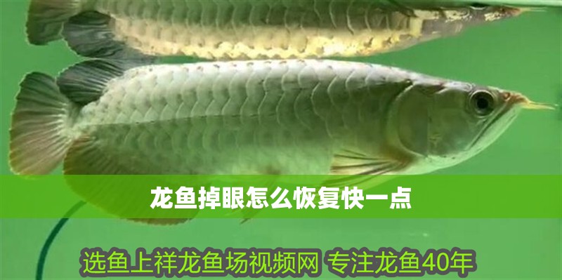 龍魚掉眼怎么恢復快一點