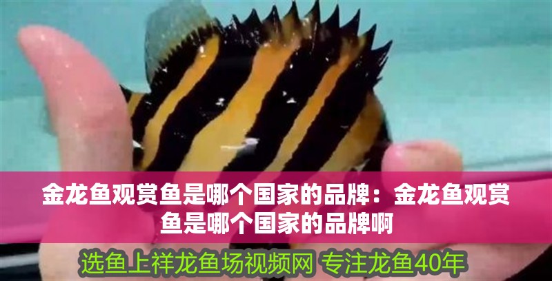 金龍魚觀賞魚是哪個國家的品牌：金龍魚觀賞魚是哪個國家的品牌啊