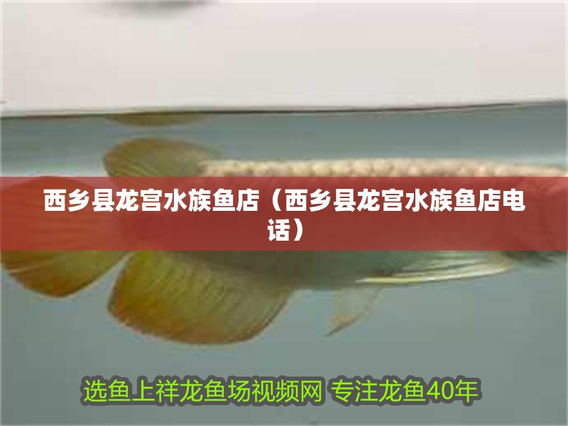 西鄉縣龍宮水族魚店（西鄉縣龍宮水族魚店電話） 西鄉縣龍宮水族魚店（西鄉縣龍宮水族魚店電話） 全國水族館企業名錄 第2張