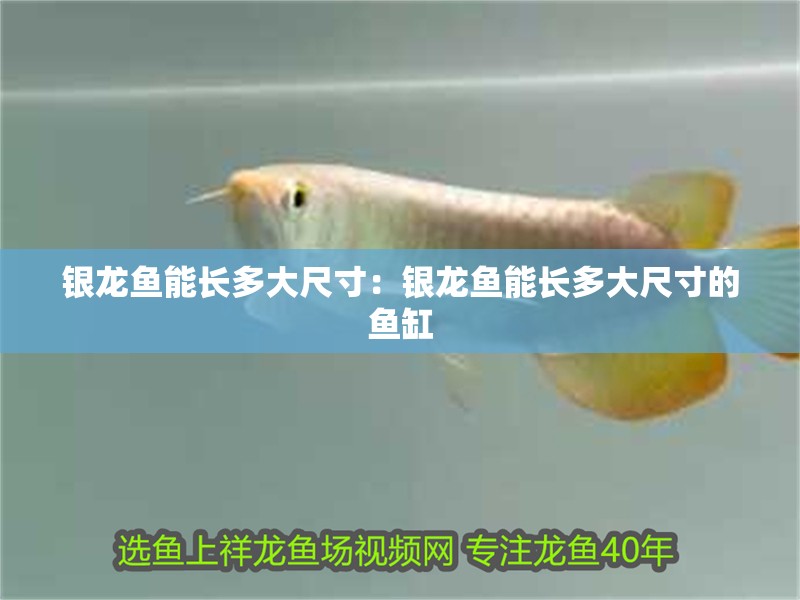 銀龍魚能長多大尺寸：銀龍魚能長多大尺寸的魚缸
