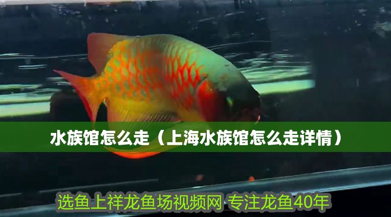 水族館怎么走（上海水族館怎么走詳情） 水族館怎么走（上海水族館怎么走詳情） 水族館百科（水族館加盟） 第1張