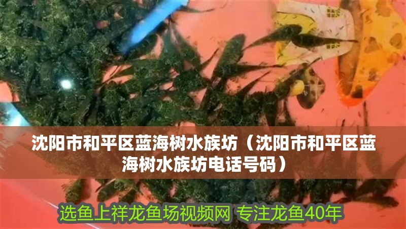 沈陽市和平區藍海樹水族坊（沈陽市和平區藍海樹水族坊電話號碼）