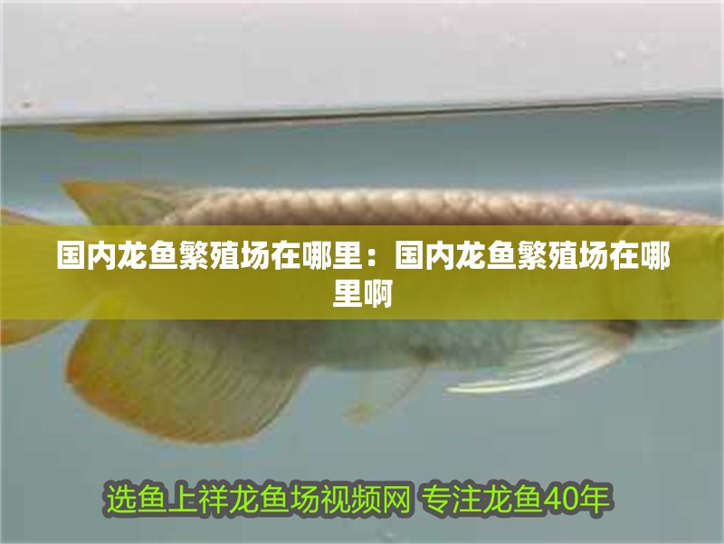 國內龍魚繁殖場在哪里：國內龍魚繁殖場在哪里啊