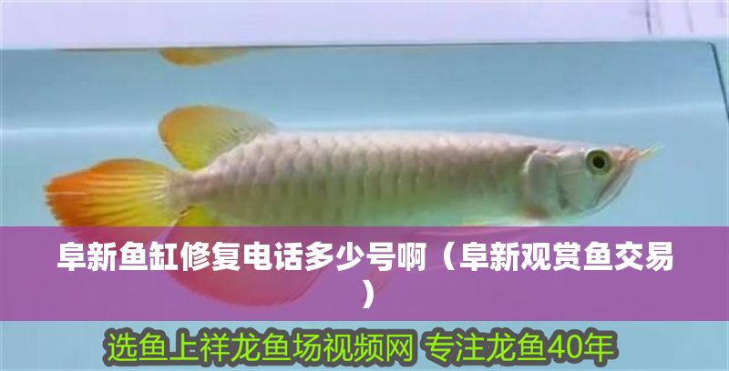 阜新魚(yú)缸修復(fù)電話多少號(hào)啊（阜新觀賞魚(yú)交易）