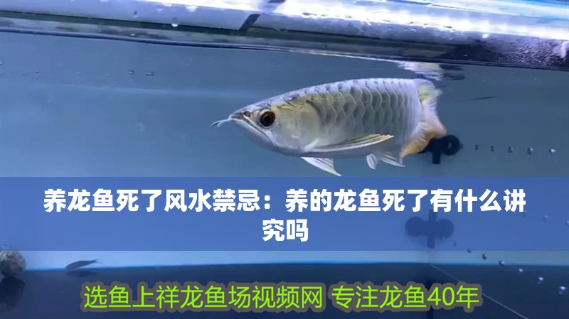 養(yǎng)龍魚死了風(fēng)水禁忌：養(yǎng)的龍魚死了有什么講究嗎