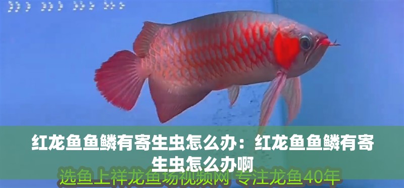 紅龍魚魚鱗有寄生蟲怎么辦：紅龍魚魚鱗有寄生蟲怎么辦啊