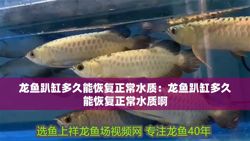 龍魚趴缸多久能恢復(fù)正常水質(zhì)：龍魚趴缸多久能恢復(fù)正常水質(zhì)啊 龍魚趴缸多久能恢復(fù)正常水質(zhì)：龍魚趴缸多久能恢復(fù)正常水質(zhì)啊 水族問答