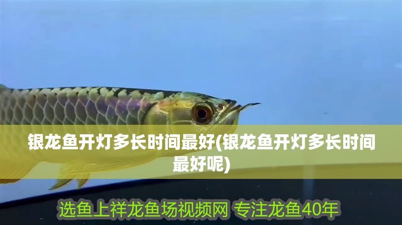 銀龍魚開燈多長時間最好(銀龍魚開燈多長時間最好呢)