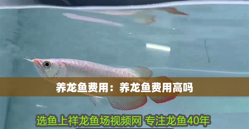 養龍魚費用：養龍魚費用高嗎 養龍魚費用：養龍魚費用高嗎 水族問答
