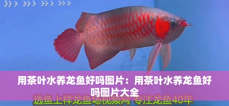 用茶葉水養龍魚好嗎圖片：用茶葉水養龍魚好嗎圖片大全