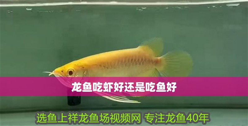 龍魚吃蝦好還是吃魚好 龍魚吃蝦好還是吃魚好 龍魚百科 第2張