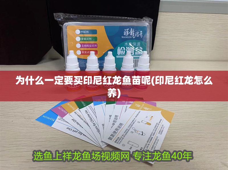 為什么一定要買印尼紅龍魚(yú)苗呢(印尼紅龍?jiān)趺答B(yǎng))