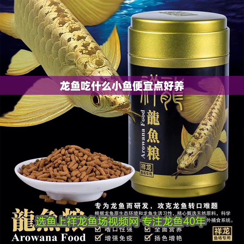 龍魚吃什么小魚便宜點好養