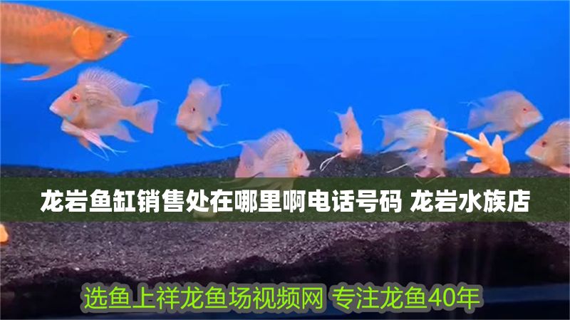 龍巖魚缸銷售處在哪里啊電話號碼 龍巖水族店