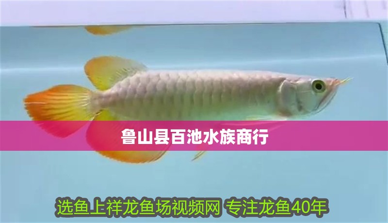 魯山縣百池水族商行