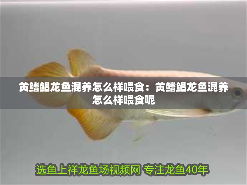 黃鰭鯧龍魚(yú)混養(yǎng)怎么樣喂食：黃鰭鯧龍魚(yú)混養(yǎng)怎么樣喂食呢
