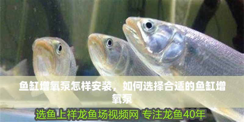 魚缸增氧泵怎樣安裝，如何選擇合適的魚缸增氧泵