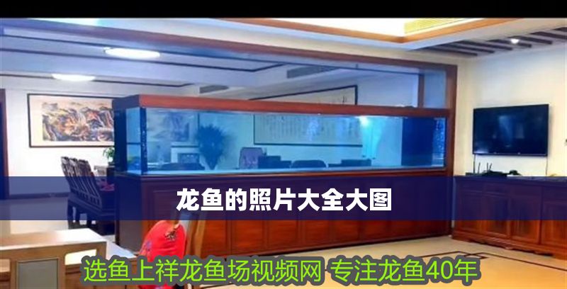 龍魚的照片大全大圖