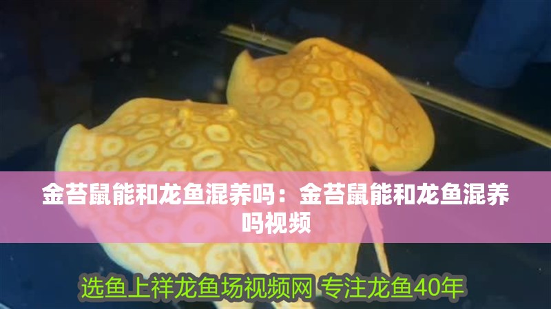 金苔鼠能和龍魚(yú)混養(yǎng)嗎：金苔鼠能和龍魚(yú)混養(yǎng)嗎視頻