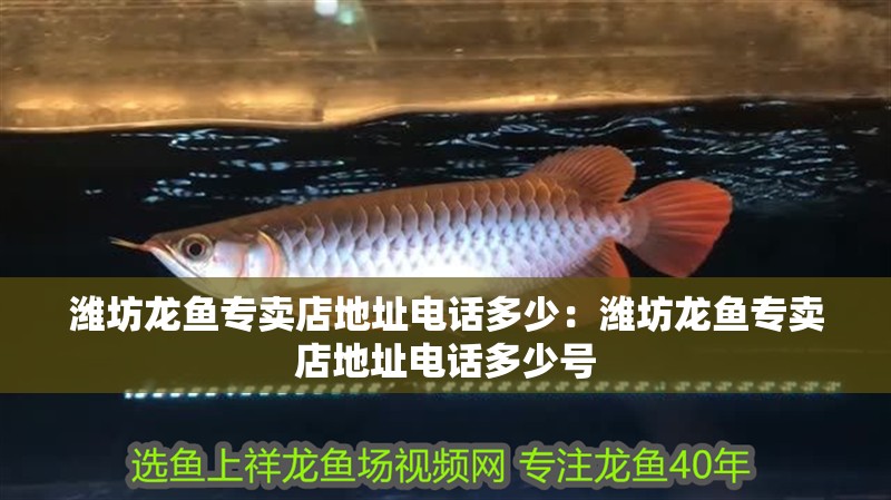 濰坊龍魚專賣店地址電話多少：濰坊龍魚專賣店地址電話多少號