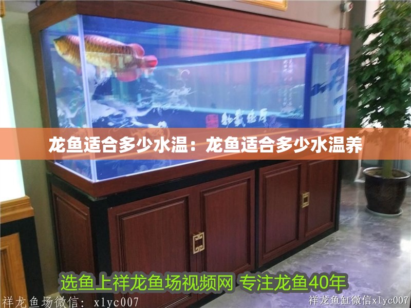 龍魚適合多少水溫：龍魚適合多少水溫養