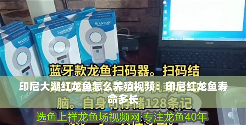 印尼大湖紅龍魚怎么養殖視頻：印尼紅龍魚壽命多長