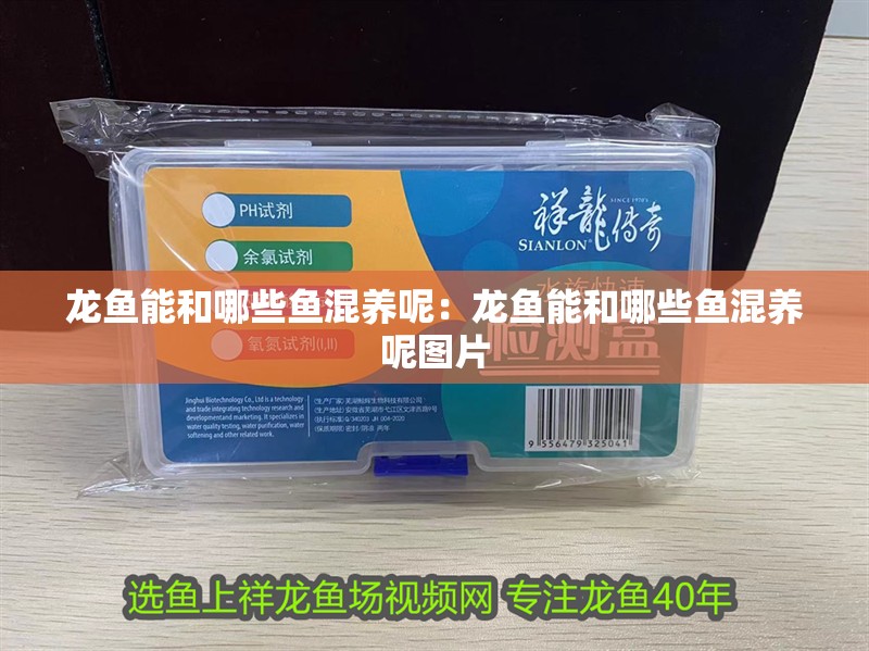 龍魚能和哪些魚混養呢：龍魚能和哪些魚混養呢圖片