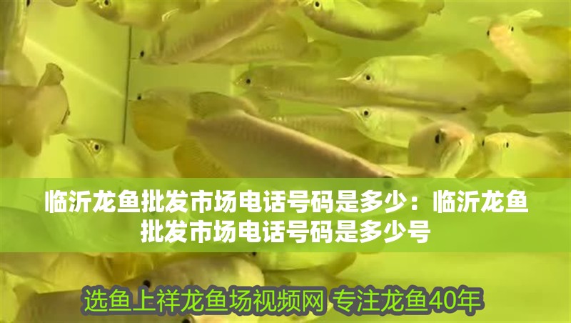 臨沂龍魚批發(fā)市場電話號碼是多少：臨沂龍魚批發(fā)市場電話號碼是多少號