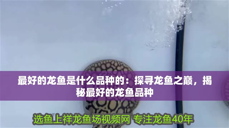 最好的龍魚是什么品種的：探尋龍魚之巔，揭秘最好的龍魚品種