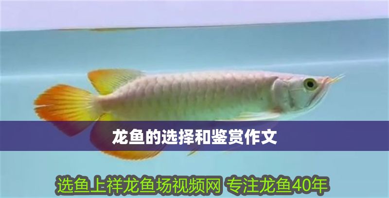 龍魚(yú)的選擇和鑒賞作文