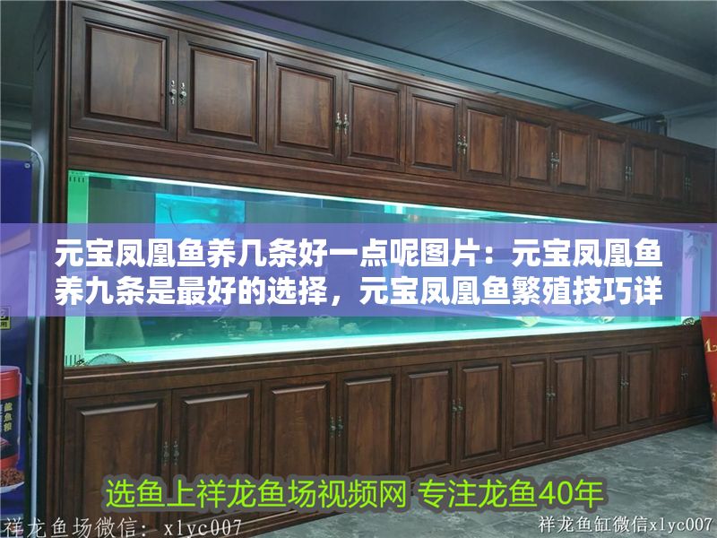 元寶鳳凰魚養幾條好一點呢圖片：元寶鳳凰魚養九條是最好的選擇，元寶鳳凰魚繁殖技巧詳解