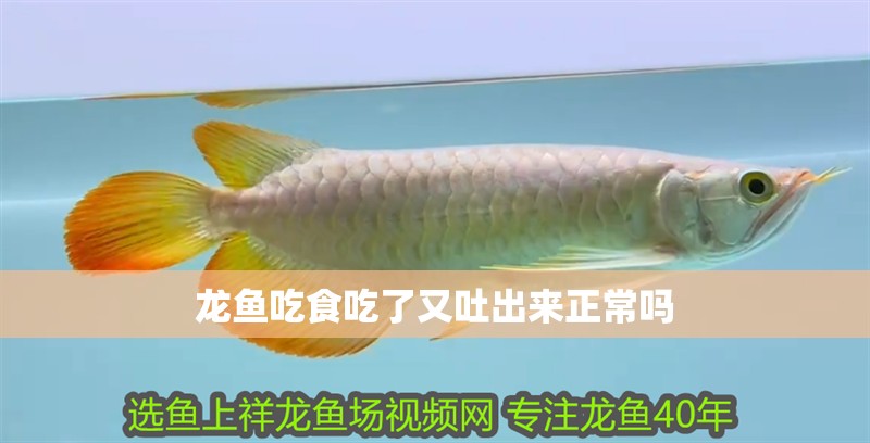 龍魚吃食吃了又吐出來正常嗎