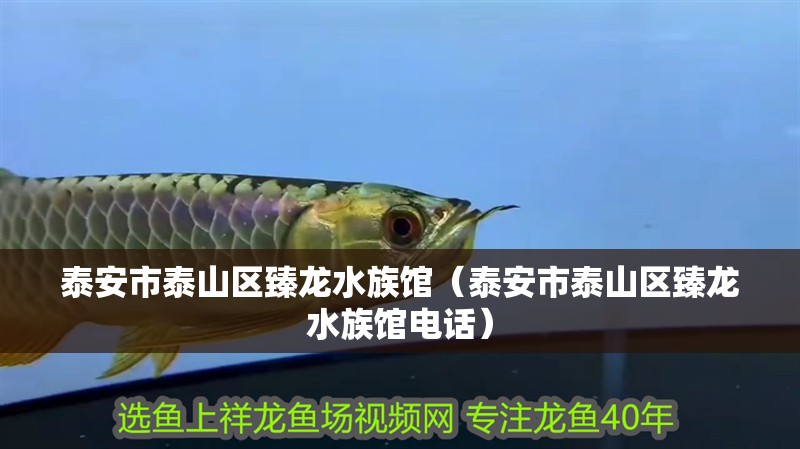 泰安市泰山區臻龍水族館（泰安市泰山區臻龍水族館電話）