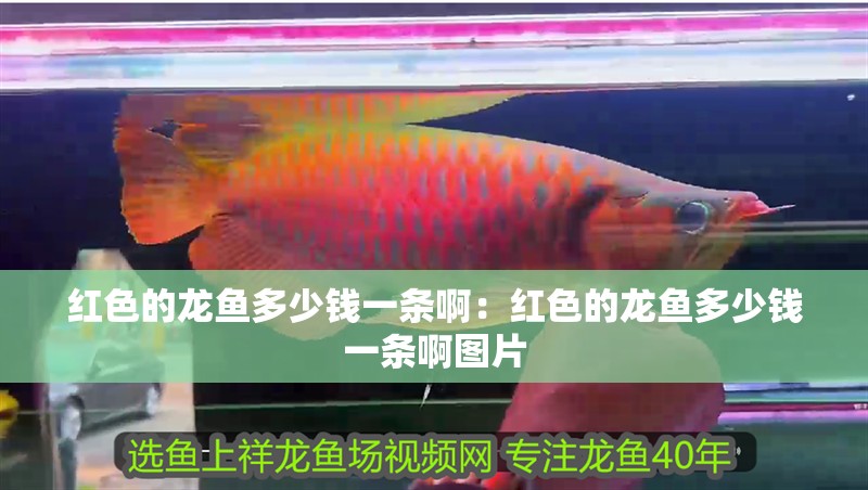 紅色的龍魚多少錢一條啊：紅色的龍魚多少錢一條啊圖片