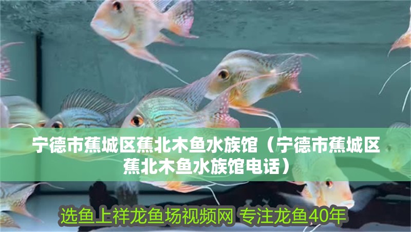 寧德市蕉城區(qū)蕉北木魚水族館（寧德市蕉城區(qū)蕉北木魚水族館電話）