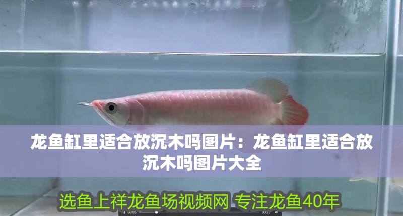 龍魚缸里適合放沉木嗎圖片：龍魚缸里適合放沉木嗎圖片大全 龍魚缸里適合放沉木嗎圖片：龍魚缸里適合放沉木嗎圖片大全 水族問答
