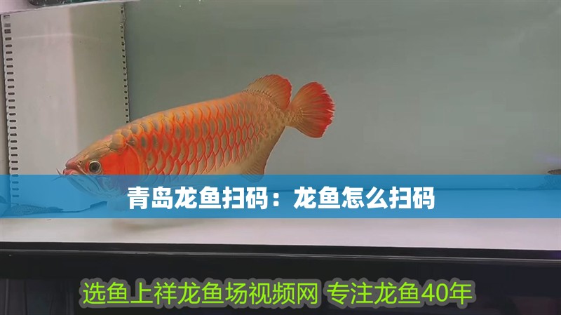 青島龍魚掃碼：龍魚怎么掃碼