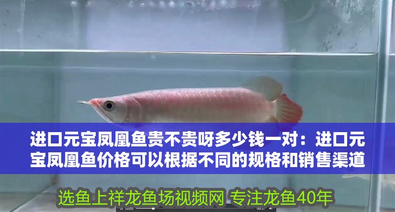 進口元寶鳳凰魚貴不貴呀多少錢一對：進口元寶鳳凰魚價格可以根據不同的規格和銷售渠道有所不同