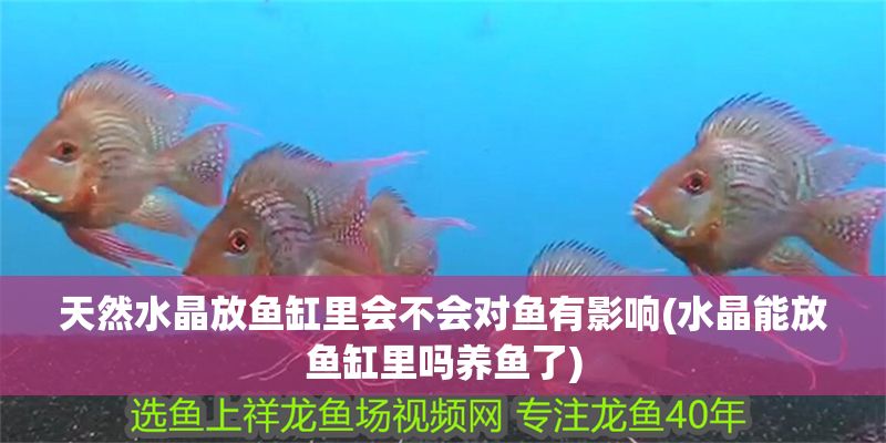 天然水晶放魚缸里會不會對魚有影響(水晶能放魚缸里嗎養魚了)
