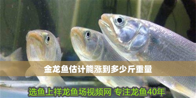 金龍魚估計能漲到多少斤重量 金龍魚估計能漲到多少斤重量 龍魚百科 第3張