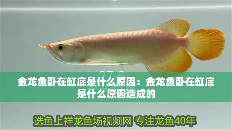 金龍魚臥在缸底是什么原因：金龍魚臥在缸底是什么原因造成的 金龍魚臥在缸底是什么原因：金龍魚臥在缸底是什么原因造成的 水族問答