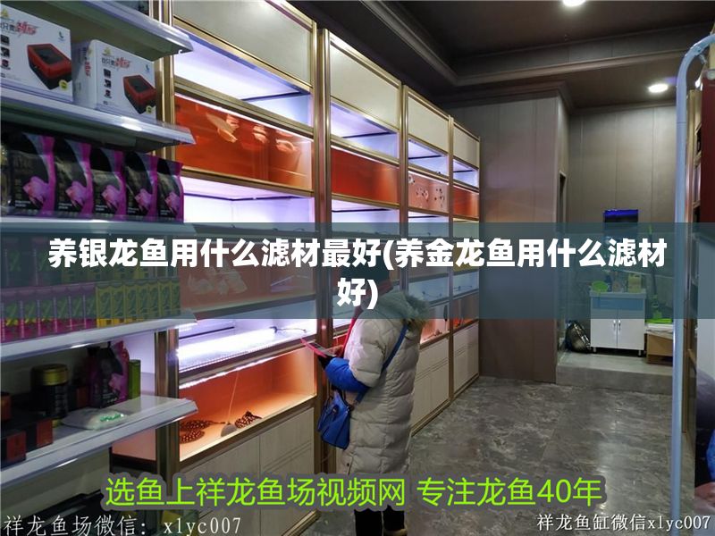 養銀龍魚用什么濾材最好(養金龍魚用什么濾材好)